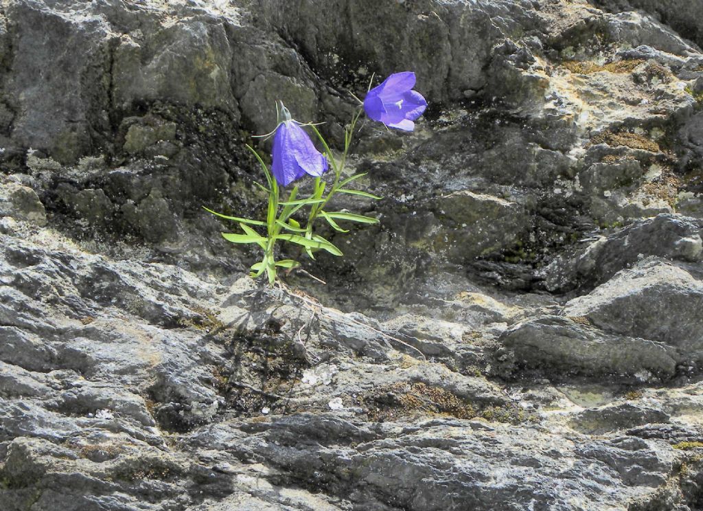 Campanula scheuchzeri?